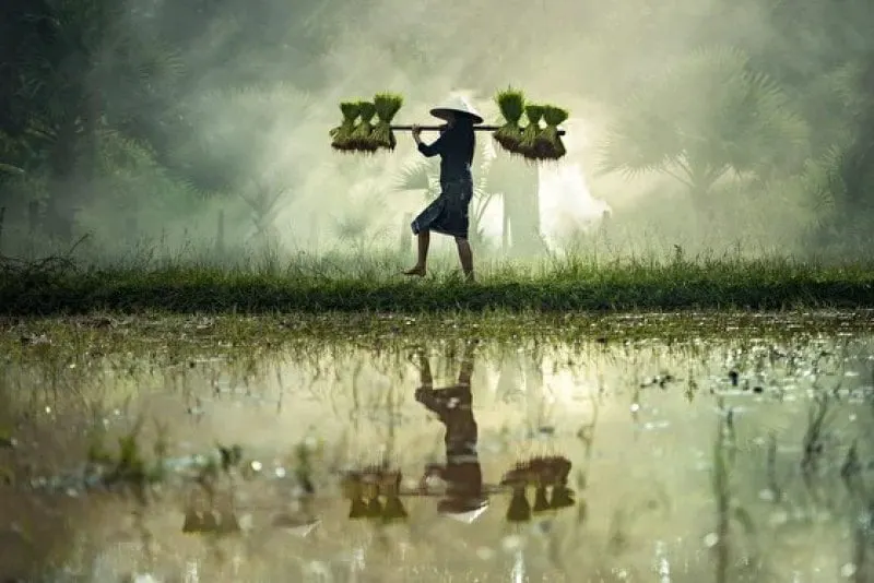 Rice can survive submerged, but not for long. Plant breeding technology is getting the crop ready for climate change floods. Credit: Sasin Tipchai