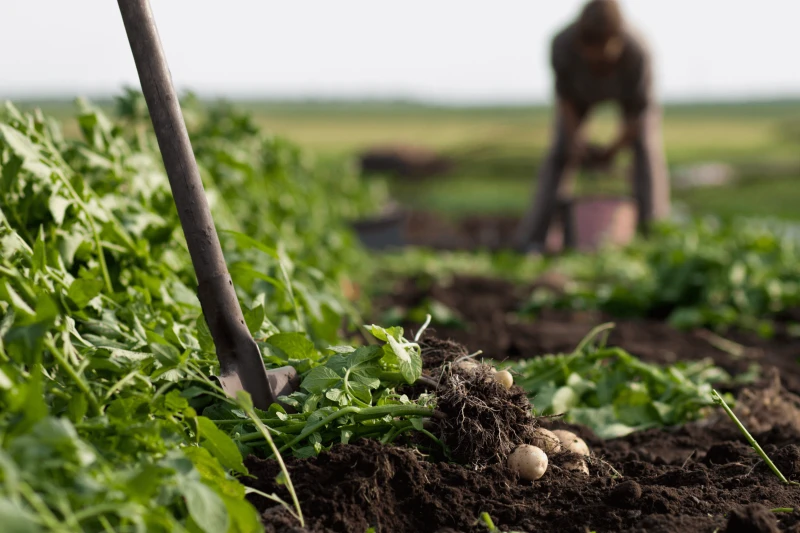 Credit: Soil Association
