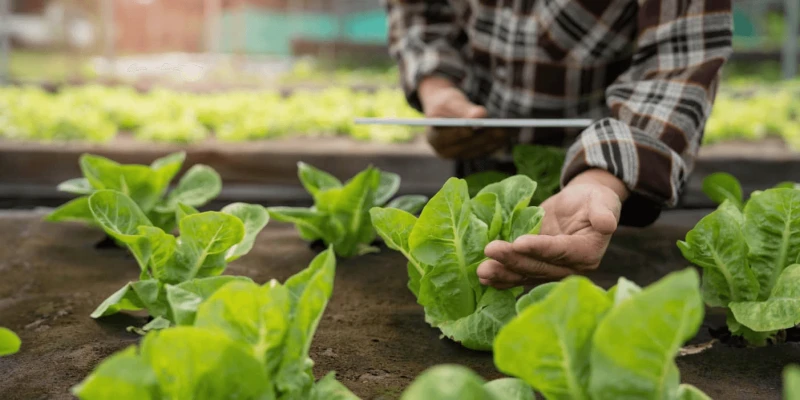 farmer-checking-quality-by-tablet-agriculture-mode-2022-10-27-20-12-56-utc11 Credit: SGA