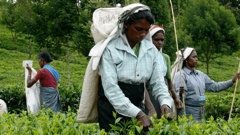 Tea_Plantation_Workers_in_Sri_Lanka_2 Credit: Wikimedia Commons