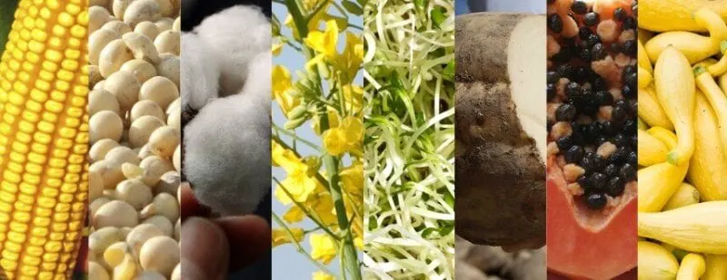 Credit: Anna Leigh Peek