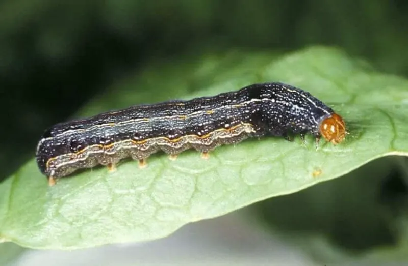 Credit: Lyle J. Buss/University of Florida