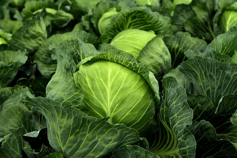 kohl herb white cabbage cultivation