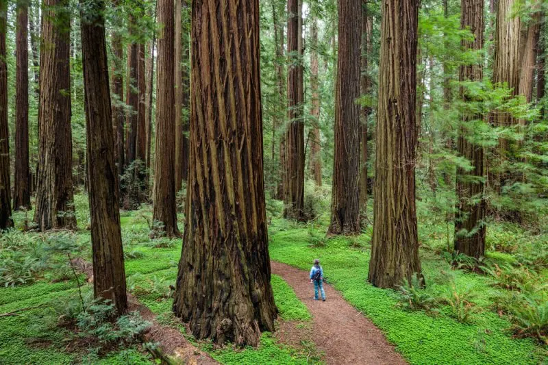 Redwoods State Park Credit: Max Forster