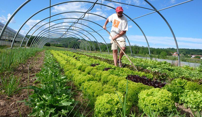 organic-farming