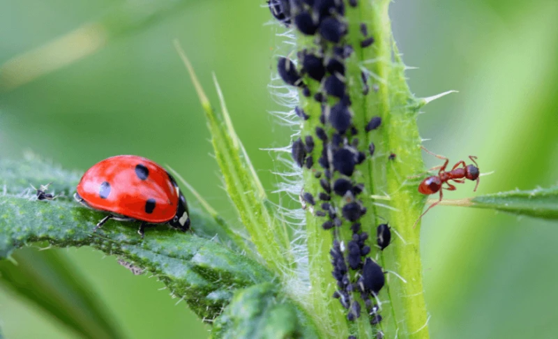 png lady bug predate predator plant insect pest Credit: PxHere via CC0-1.0