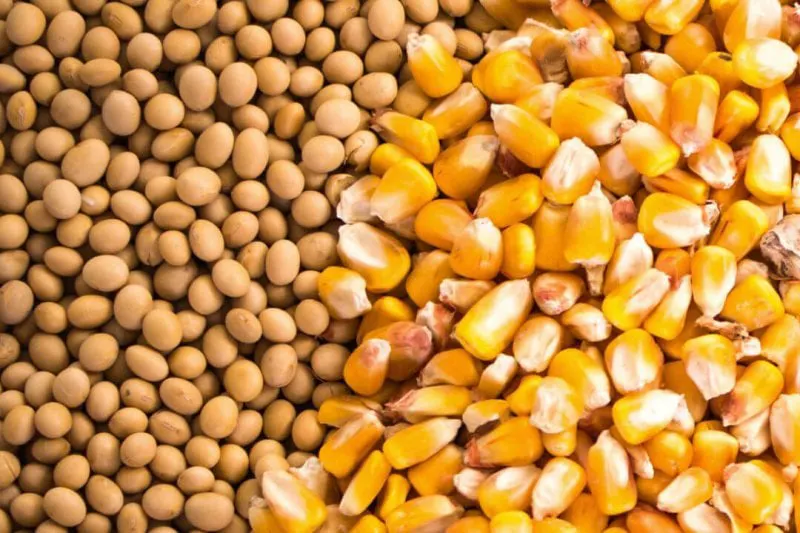 Corn and soy. Credit: Adobe Stock