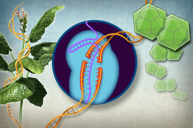 plants crispr