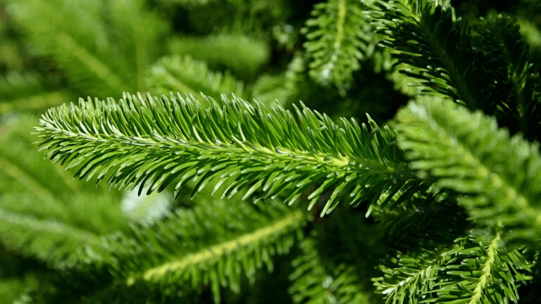 fraser fir christmas tree needles ncsu x x fraser fir christmas tree needles ncsu x x