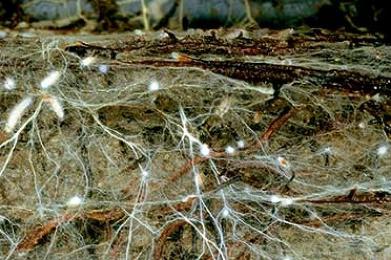 simon egli wsl Soil fungus network. Credit: Simon Egli via Swiss Federal Institute