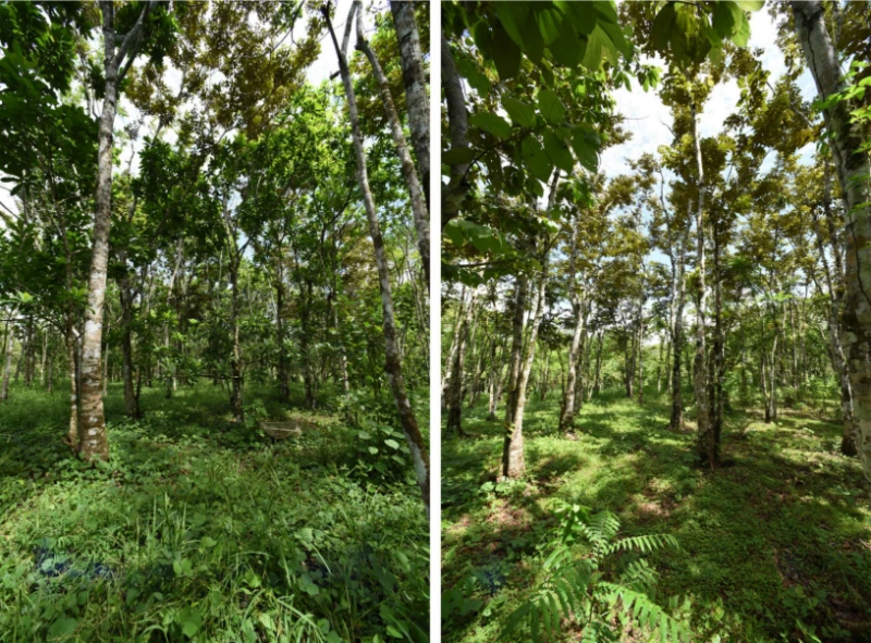 Images of two plots of the Sardinilla planted forest. Left: Example of a five-species mixture; right: example of a monoculture with Luehea seemannii. Credit: Sandra Müller et al. via CC-BY-4.0