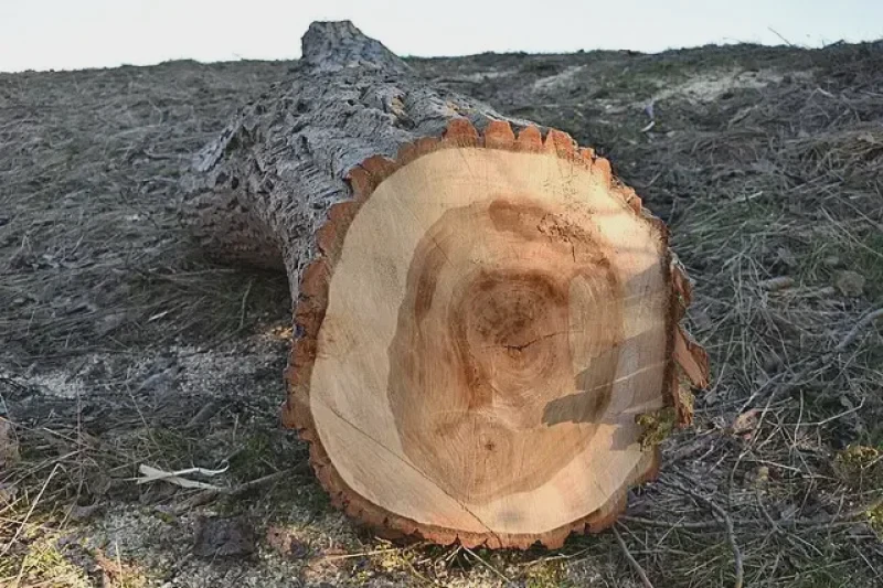 The team grew similar poplar trees, but with genetic tweaks to reduce lignin content. Credit: Bärbel Miemietz via CC-BY-SA-4.0