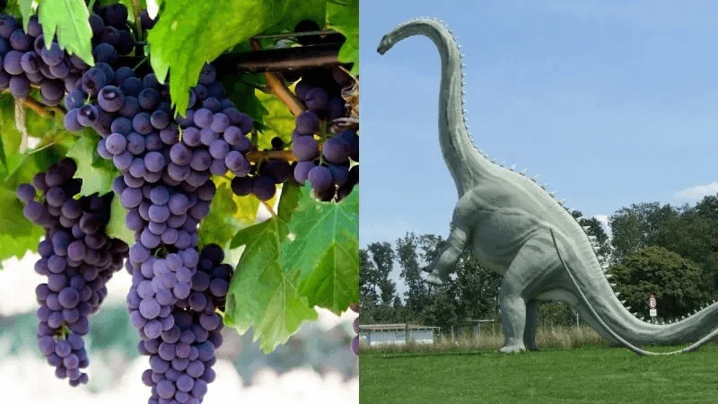 grapes-dinosaurs-800×450 Credit: CurlyTales