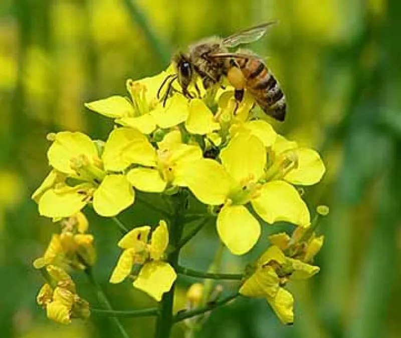 Bee on canola