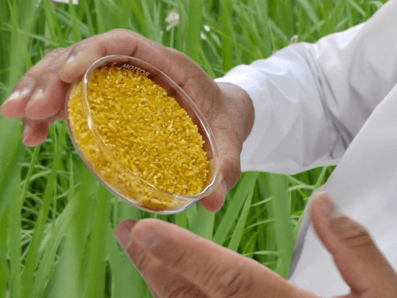golden rice golden rice