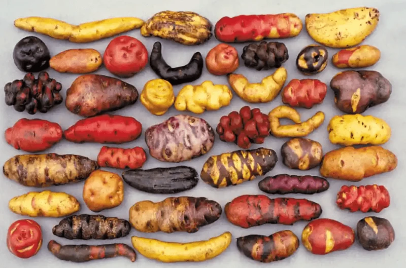 Peruvian hierloom potatoes. Credit: International Potato Centre