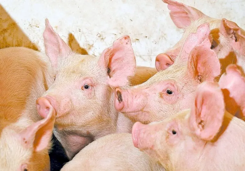 134831_web1_pigs