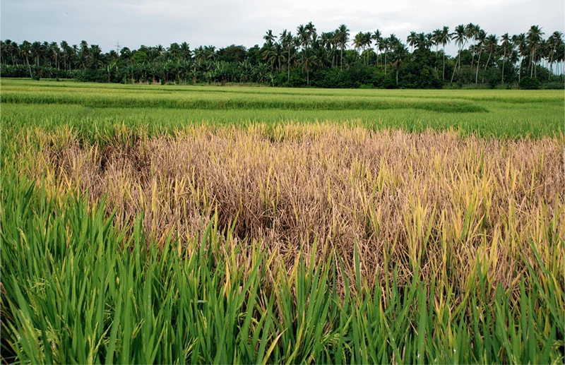 Credit: International Rice Research Institute (IRRI) via Flickr (CC BY-NC-SA 2.0)
