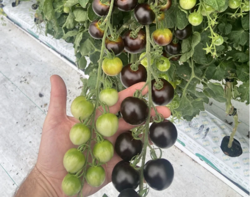 Credit: Norfolk Healthy Produce