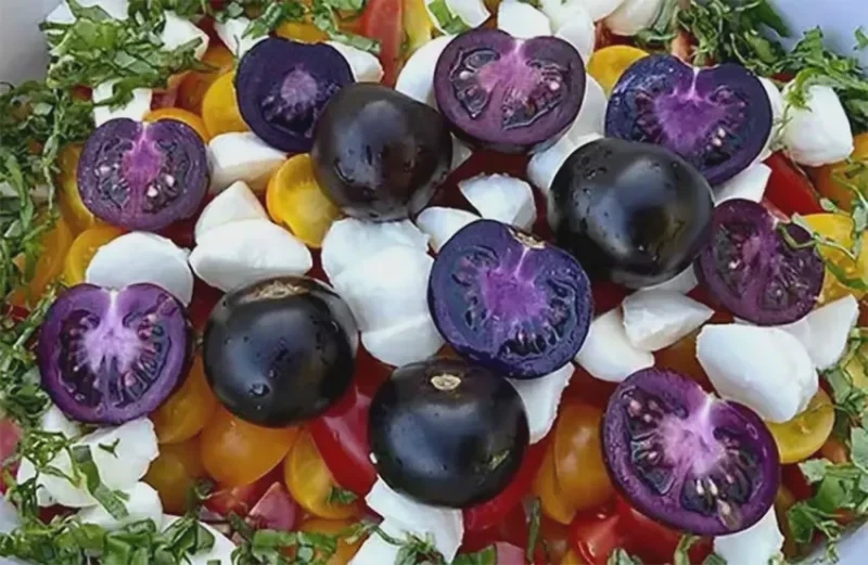 purple galaxy tomatoes purple galaxy tomatoes