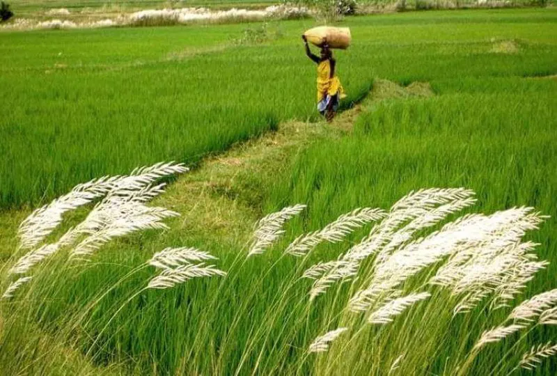 Credit: Topper Learning