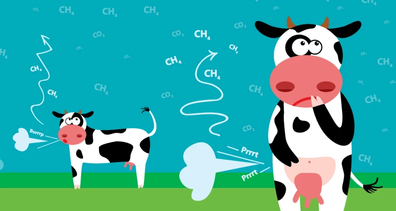 cow-methane-climate-change-beef-greenhouse-gas_orig