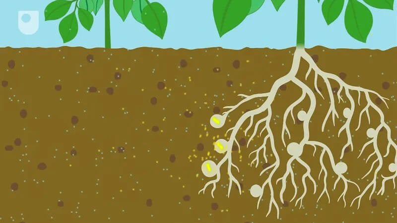 The price of artificial fertilizers has skyrocketed, especially in the past year. Improving nitrogen fixation can make farming more sustainable. Credit: Open University via Britannica