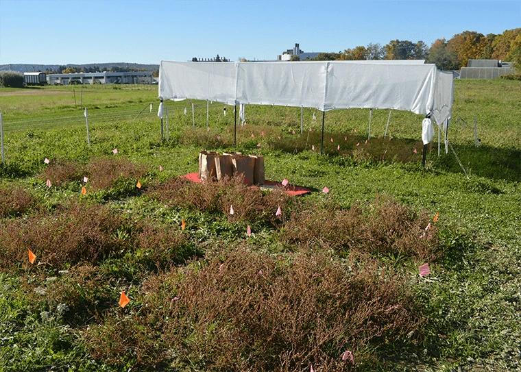 experimentalgarden