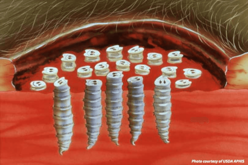 png screw worm usda Credit: USDA APHIS