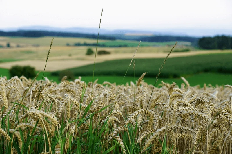 grain field bread summer grain field bread summer
