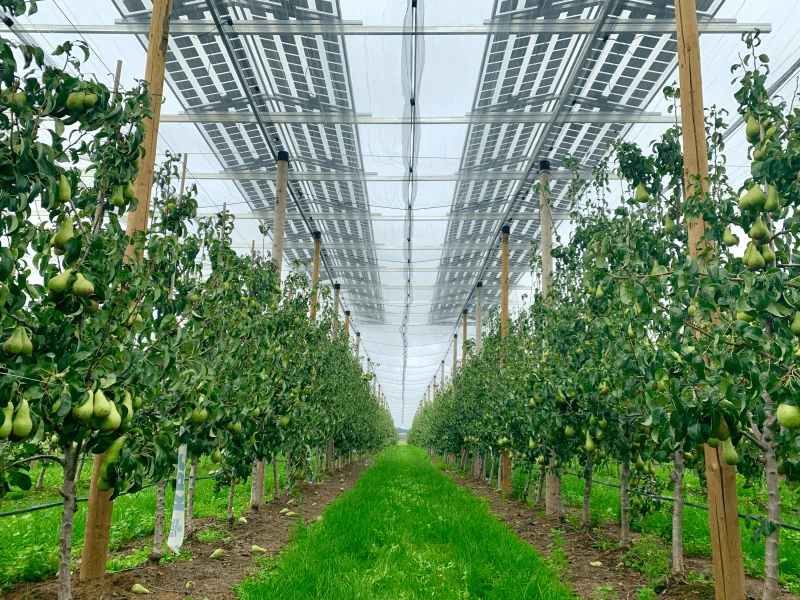 Credit: Agrovoltaics.com