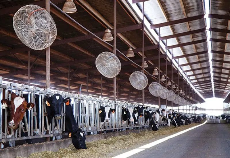 Heat stress threatens livestock. Fans and ventilation systems won't be enough to handle climate change. Credit: The Dairyland Initiative