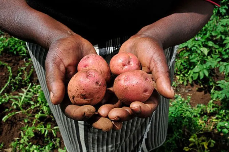Potatoes from a Kenyan farm
