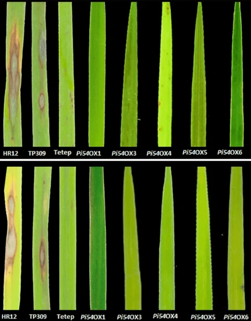 png rice leave orz blast