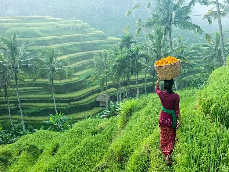 Bali-Vitality-Detox-Retreats-Ricefields Bali-Vitality-Detox-Retreats-Ricefields