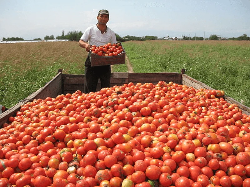 png tomato harvest armen Credit: Narek75 via CC-BY-SA-4.0