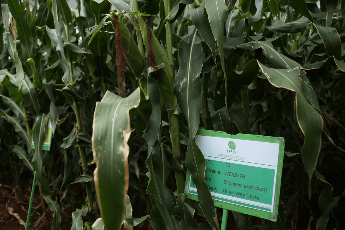 bt insect protected maize bt insect protected maize