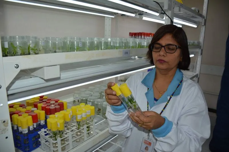 Leena Tripathi examines a genome-edited banana plant in her lab. Credit: Leena Tripathi