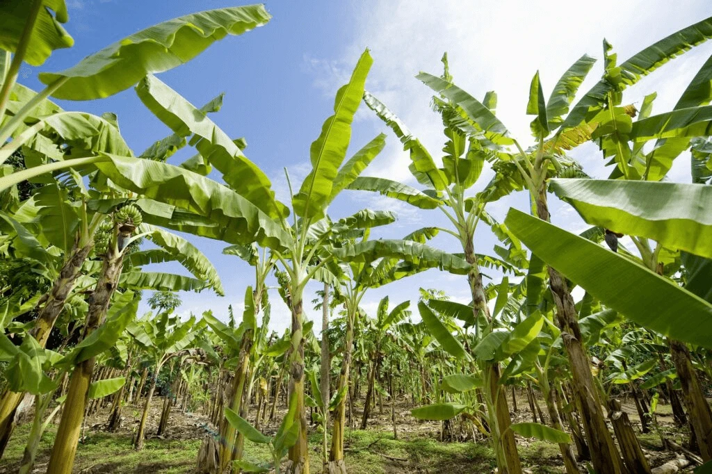 banana plantation gbd e c x banana plantation gbd e c x