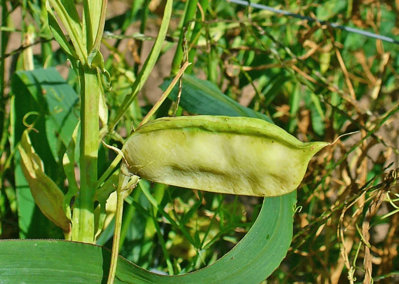 Credit: Wikimedia Commons