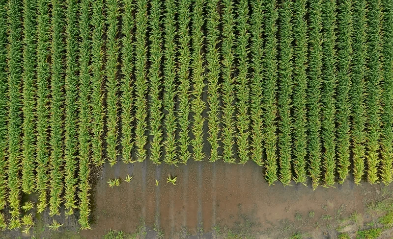 Credit: USDA via RawPixel CC0-1.0
