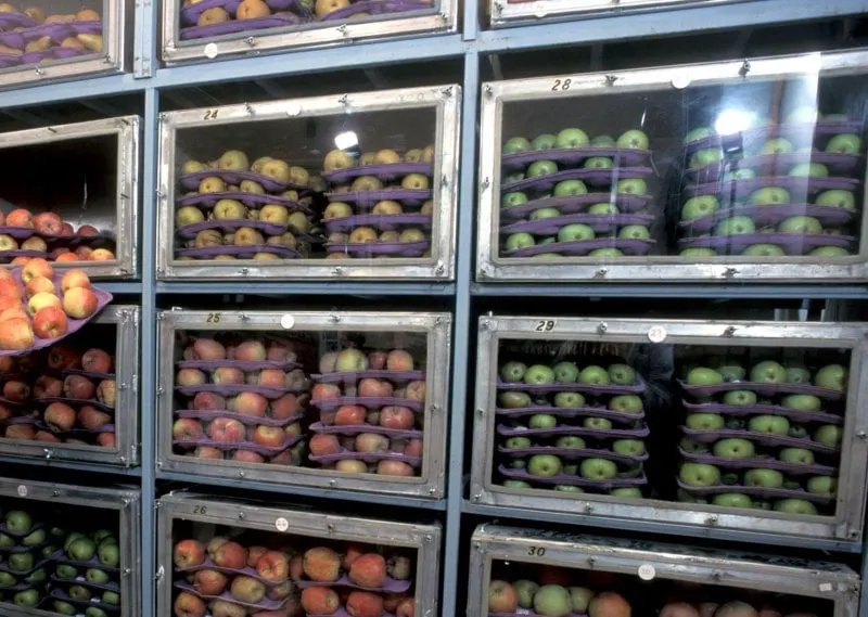 Controlled atmospheric storage of apple varieties. Credit: Bob Nichols