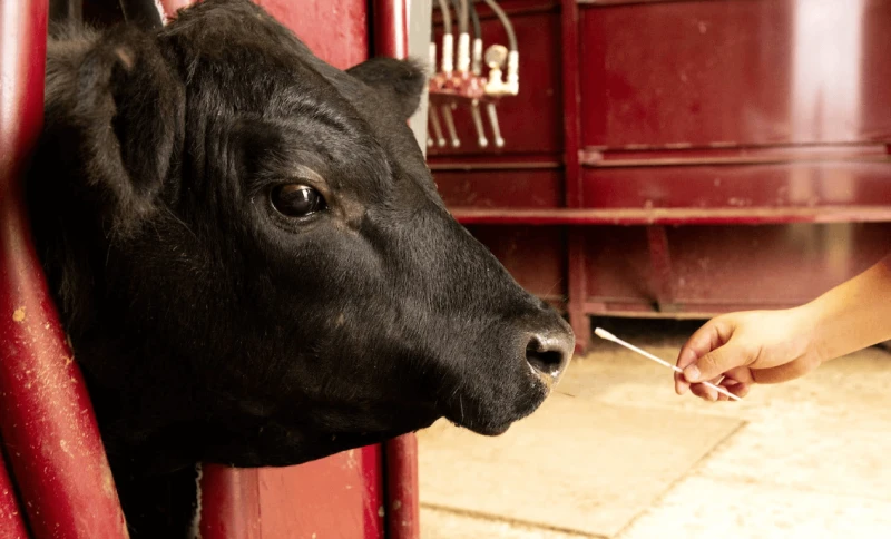 png cow swab virus micro Credit: Fred MIller via University of Arkansas