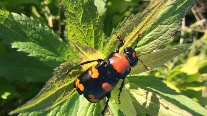 The American Burying Beetle. Credit: AP