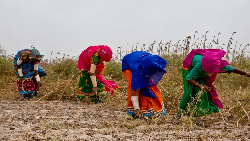 agriculture in pakistan x agriculture in pakistan x