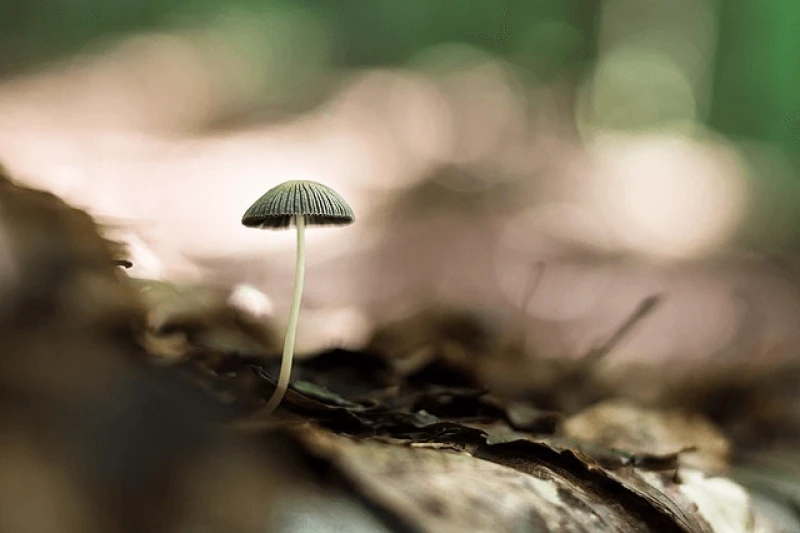 png macro mushroom Credit: Theo Crazzolara and Mushroom Macro via CC-BY-2.0