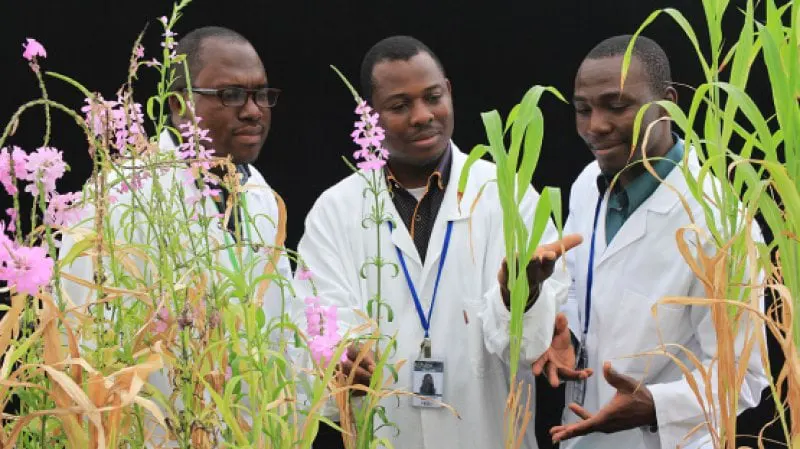 Disease resistant sorghum lines at the FAO/IAEA Plant Breeding and Genetics Laboratory in Seibersdorf, Austria. Credit: A. Ghanim via IAEA