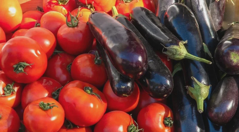 plant-tomatoes-with-eggplant-1200x667