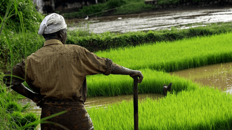 hope kerala food rice