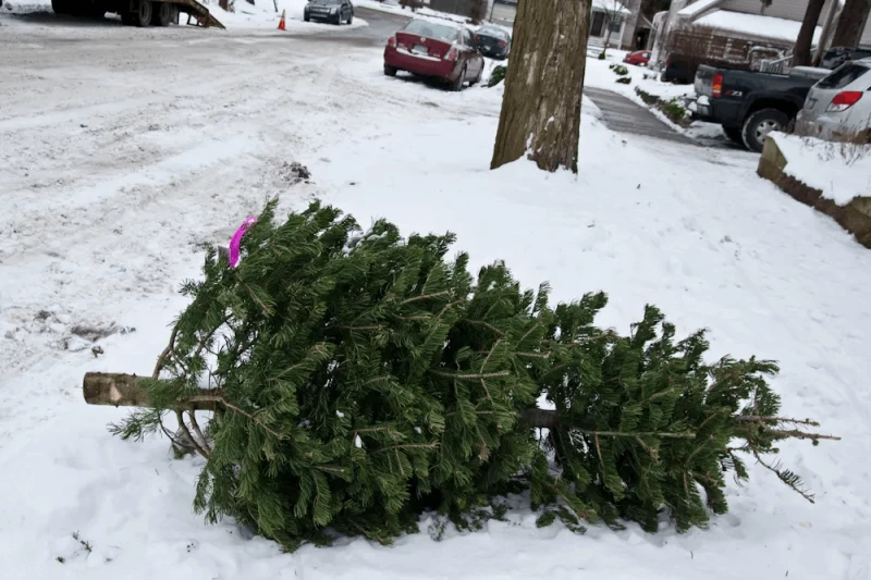 nyc christmas tree disposal nyc christmas tree disposal